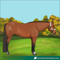 Horse Color:Bay 