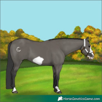 Horse Color:Grullo Frame