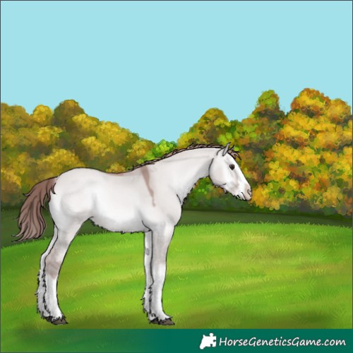 Horse Color:Platinum Red Dun Onyx Splash
