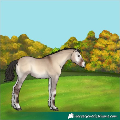 Horse Color:Liver Red Dun Onyx 