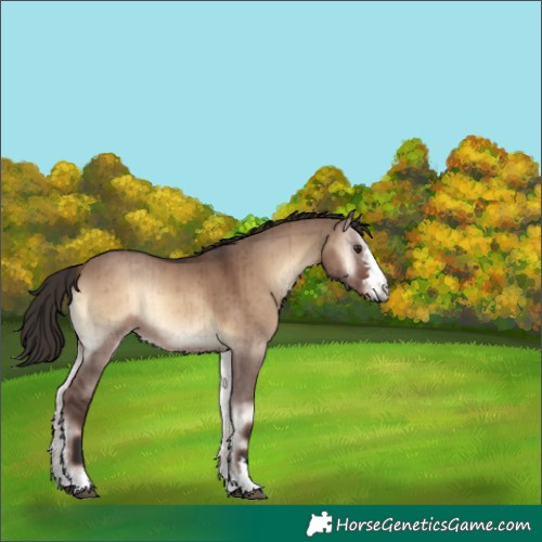Horse Color:Liver Red Dun Onyx Brindle 