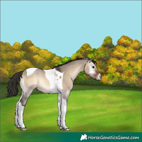 Horse Color:Bay Onyx Tobiano 