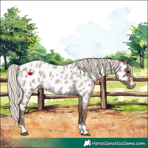 Horse Color:Silver Blue Roan Near Leopard Rabicano 