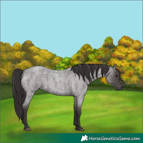 Horse Color:Smoky Blue Roan 