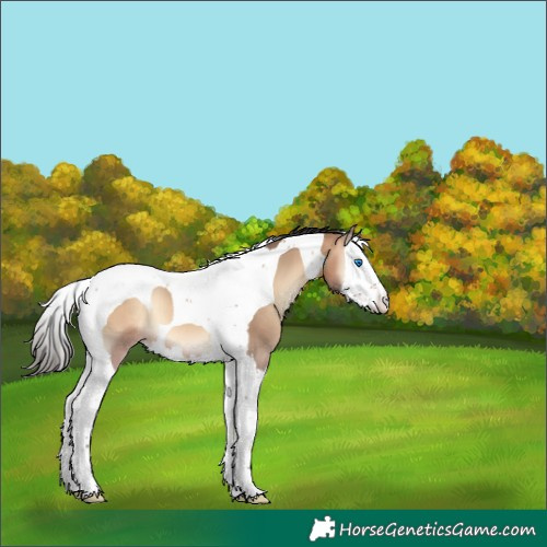 Horse Color:Bay Onyx Splash Tobiano 