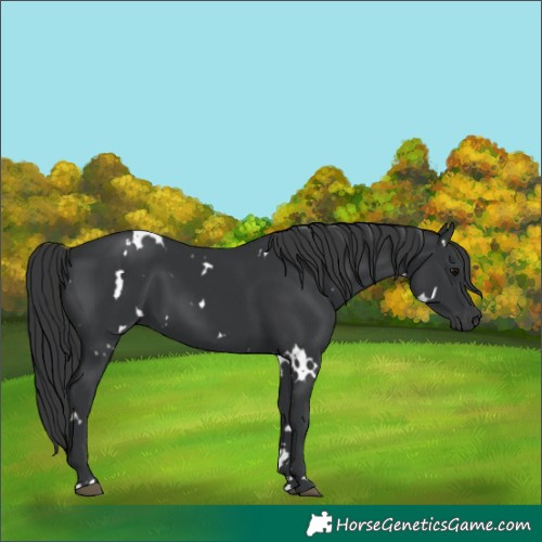 Horse Color:White Spotted Black 