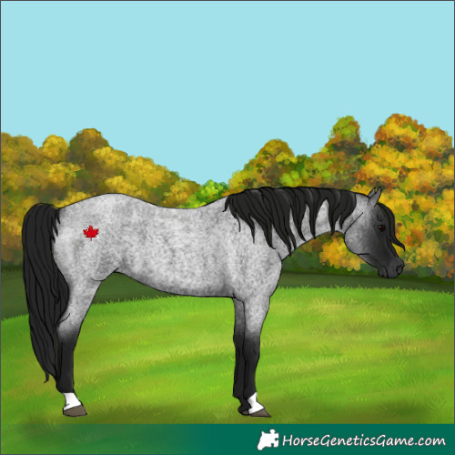 Horse Color:Gray Blue Roan 