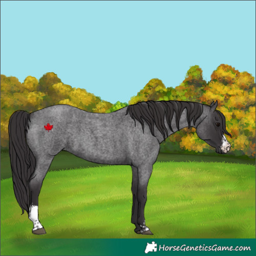 Horse Color:Smoky Blue Roan Sabino 
