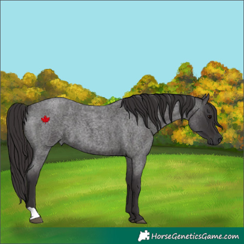 Horse Color:Smoky Blue Roan