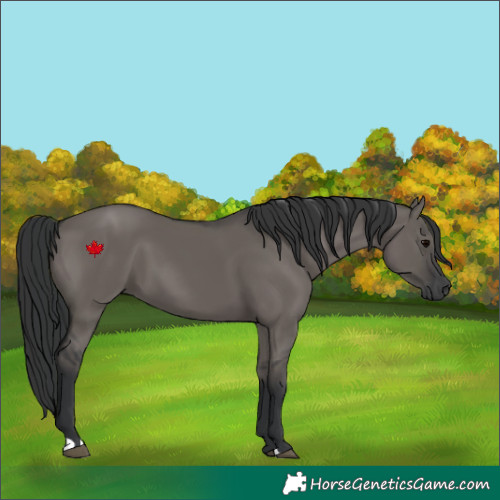 Horse Color:Grullo 