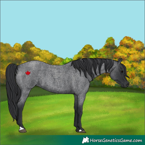Horse Color:Blue Roan 