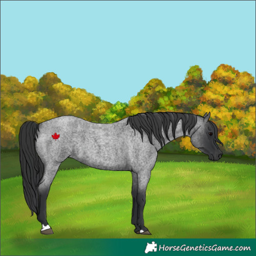 Horse Color:Blue Roan 