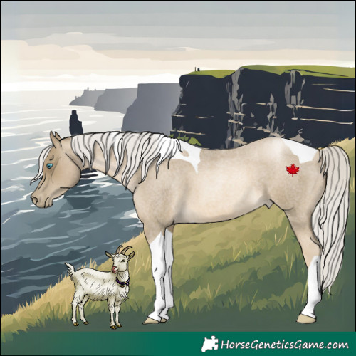 Horse Color:Silver Smoky Blue Roan Pearl Tobiano 