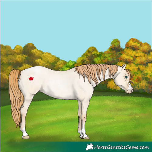 Horse Color:Smoky Grullo Roan Pearl 
