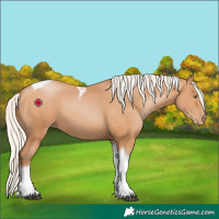 Horse Color:Silver Bay Pearl Tobiano