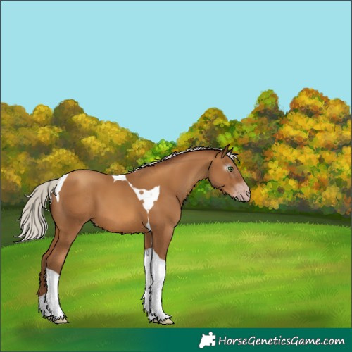 Horse Color:Gray Silver Amber Champagne Tobiano 