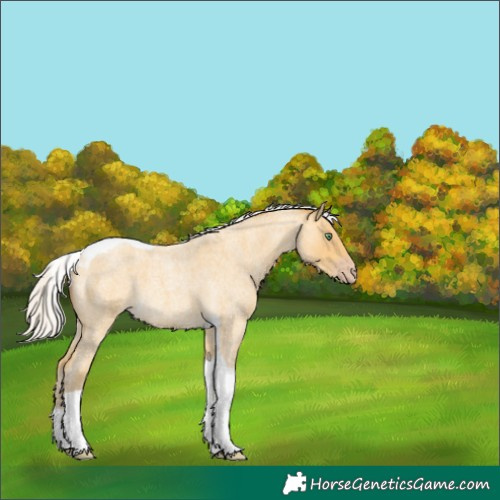 Horse Color:Silver Amber Cream Champagne Roan Tobiano