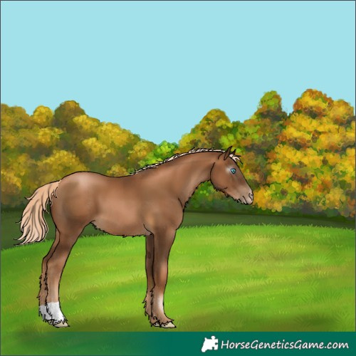 Horse Color:Gray Chocolate Palomino Pearl 