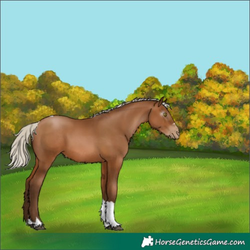 Horse Color:Gray Silver Bay Pearl Tobiano