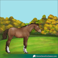 Horse Color:Gray Bay Pearl Tobiano