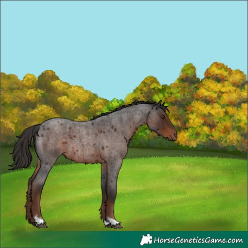 Horse Color:Liver Red Roan