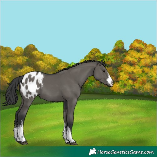 Horse Color:White Spotted Grullo Blanket