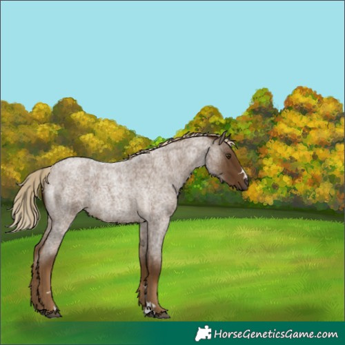 Horse Color:Chocolate Palomino Roan 