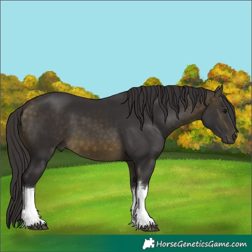 Horse Color:White Spotted Buckskin