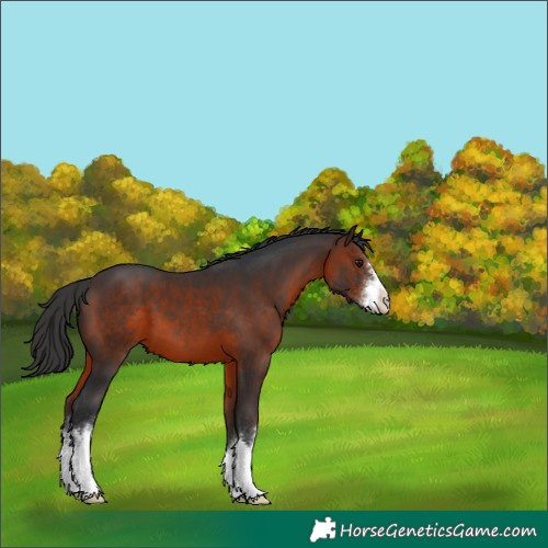 Horse Color:White Spotted Brown 
