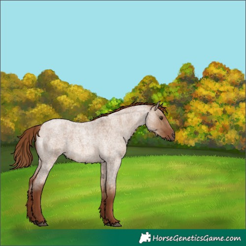 Horse Color:Red Dun Roan 