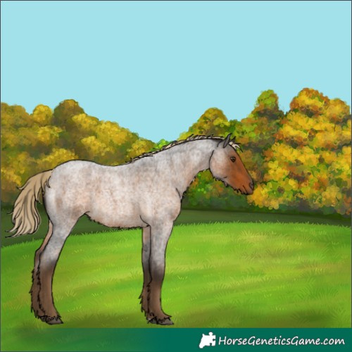 Horse Color:Chocolate Palomino Roan