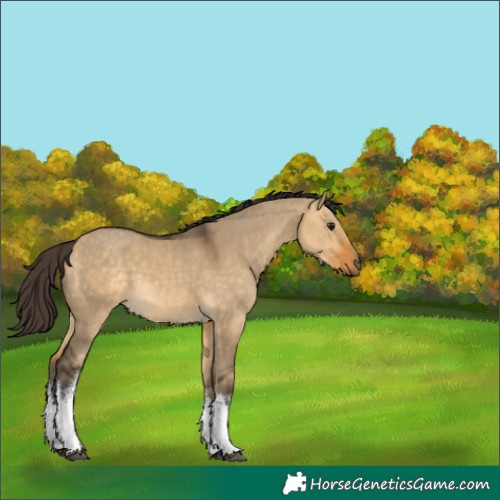 Horse Color:White Spotted Buckskin Dun 