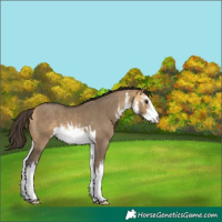 Horse Color:White Spotted Buckskin Dun 