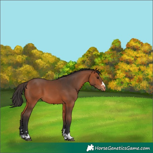 Horse Color:Bay Appaloosa