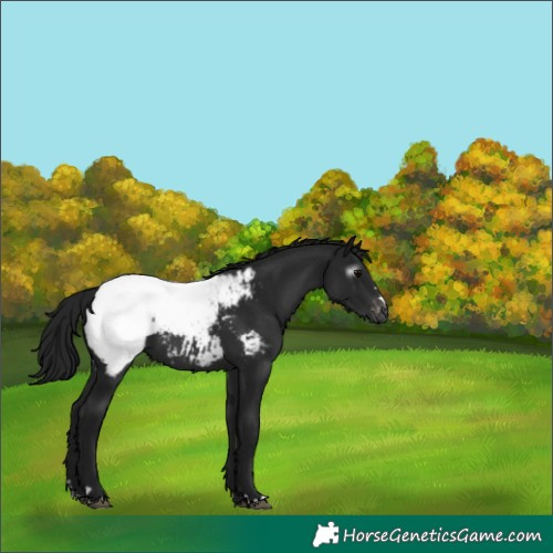 Horse Color:Gray Brown Snowcap 