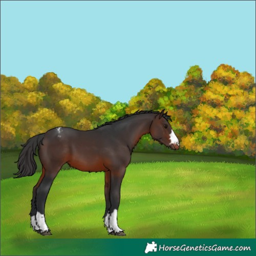 Horse Color:Brown Varnish