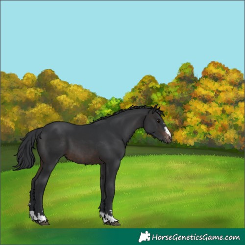 Horse Color:Brown Appaloosa 