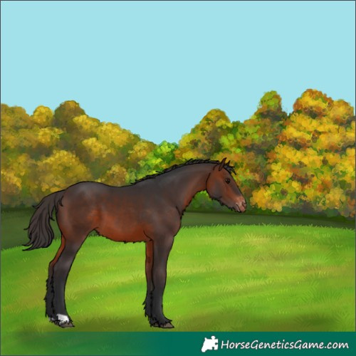 Horse Color:Brown Varnish 