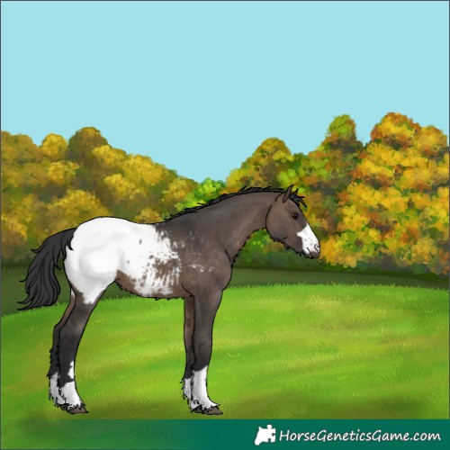 Horse Color:Brown Dun Snowcap