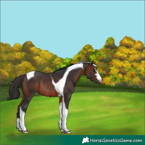 Horse Color:Brown Tobiano Varnish Rabicano