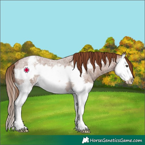 Horse Color:Red Roan Splash Frame Varnish Rabicano