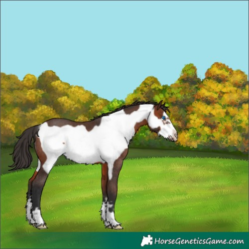 Horse Color:Brown Frame Rabicano 