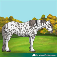 Horse Color:Grullo Tobiano Near Leopard