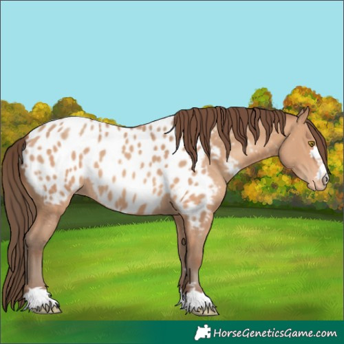 Horse Color:Amber Champagne Near Leopard