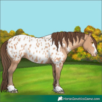 Horse Color:Amber Champagne Near Leopard
