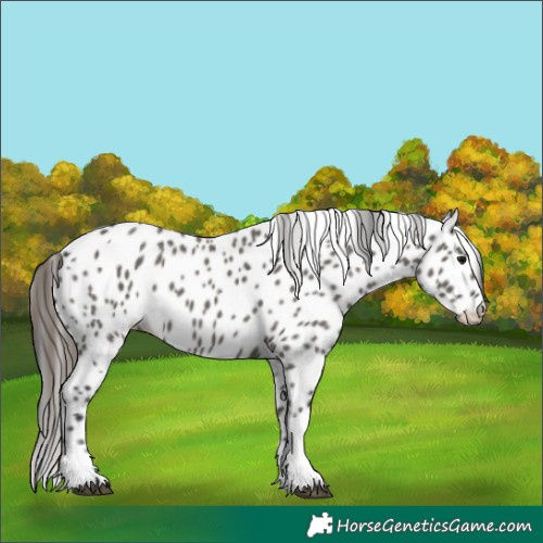 Horse Color:Grullo Tobiano Leopard