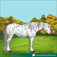 Horse Color:Grullo Tobiano Leopard