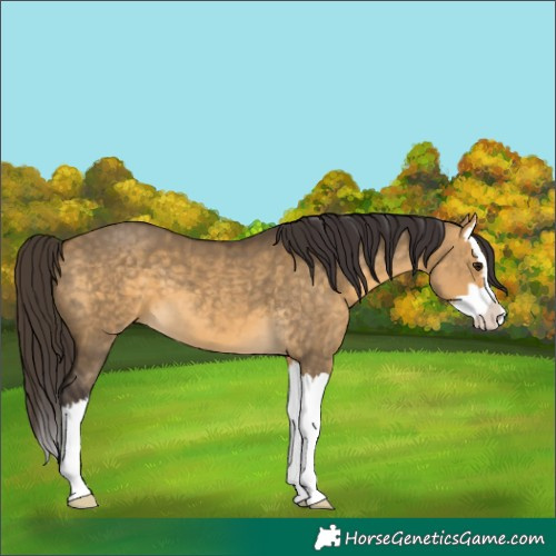 Horse Color:Buckskin Dun Splash 
