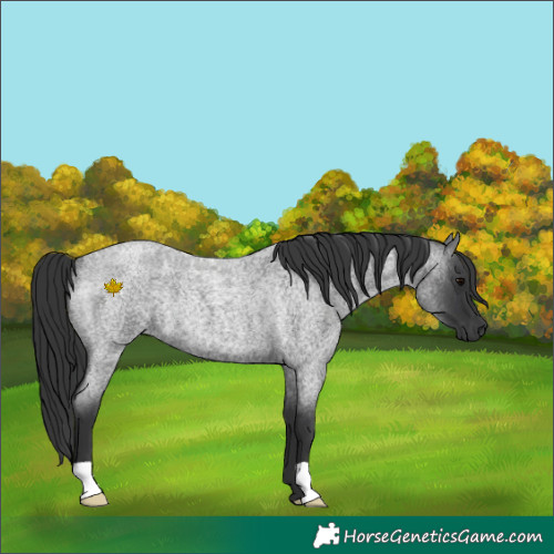 Horse Color:Blue Roan Rabicano 