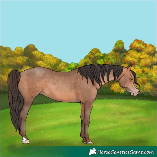 Horse Color:Amber Champagne 